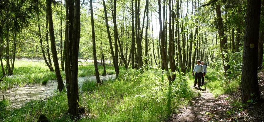 Wandern am Goldsteig Wandern am Goldsteig